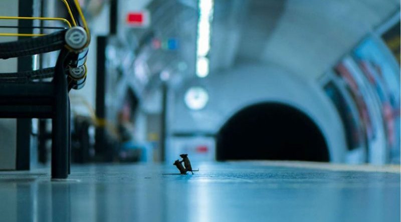 Fotógrafo de Vida Silvestre: la sorprendente imagen de dos ratones “peleando” en el subte que ganó el voto popular en el concurso