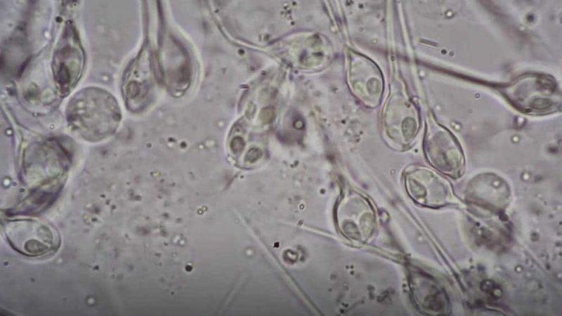 Descubren el primer ser vivo que no necesita oxígeno para respirar
