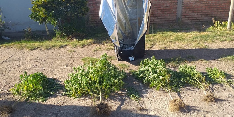 Narcocriminalidad secuestró plantas de marihuana