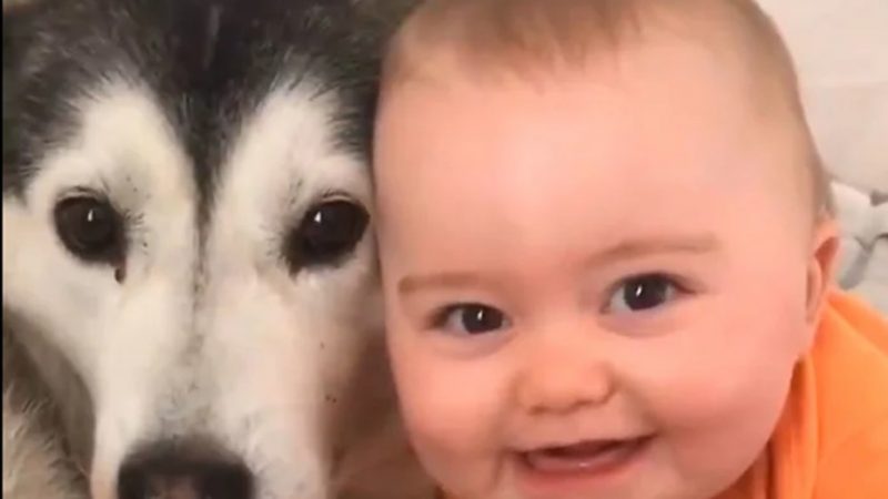 El TikTok más tierno: la adorable relación de un perro con el bebé de la casa