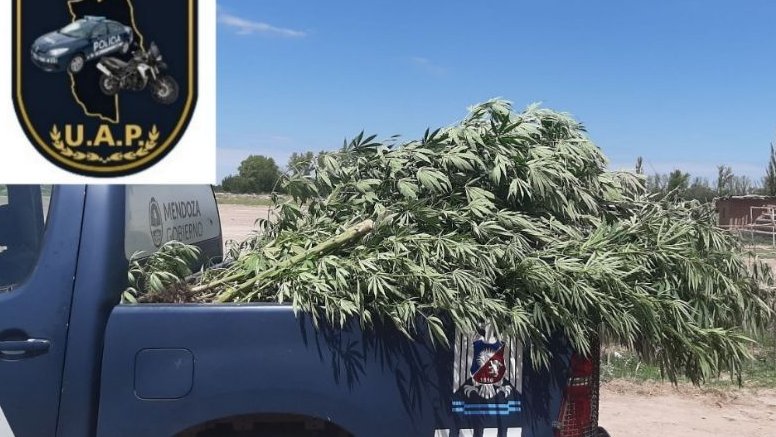Tres detenidos por un vivero de marihuana: “Salieron solitas”