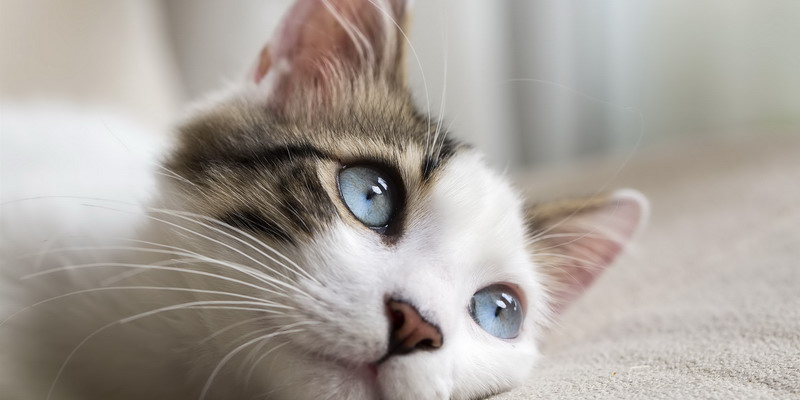 Detectan coronavirus en un segundo gato: ¿hay peligro para los dueños?