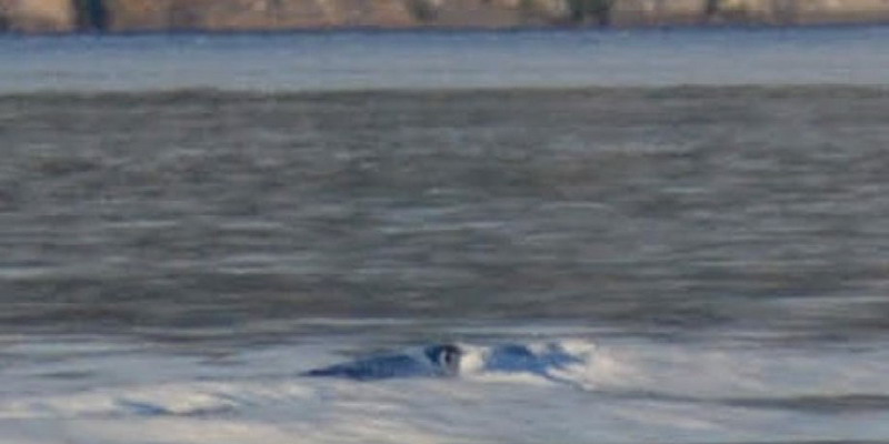 “El Nahuelito existe”: nuevas fotos que reviven la leyenda de Bariloche