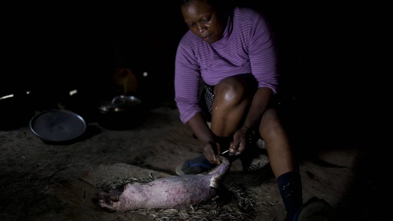 Humanos que comen animales salvajes sin control