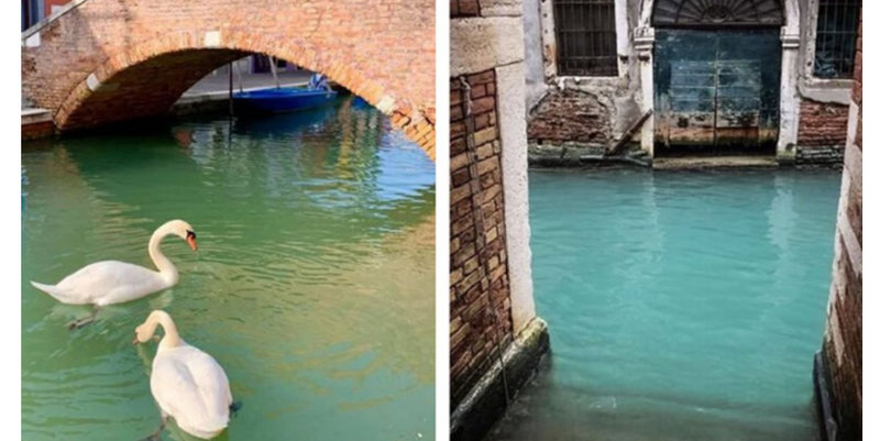 Venecia en cuarentena: aguas cristalinas, cisnes y peces