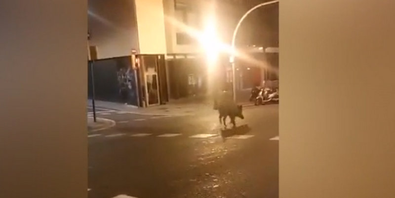 Ciervos, jabalíes, cabras y hasta osos: los animales invaden las ciudades en cuarentena