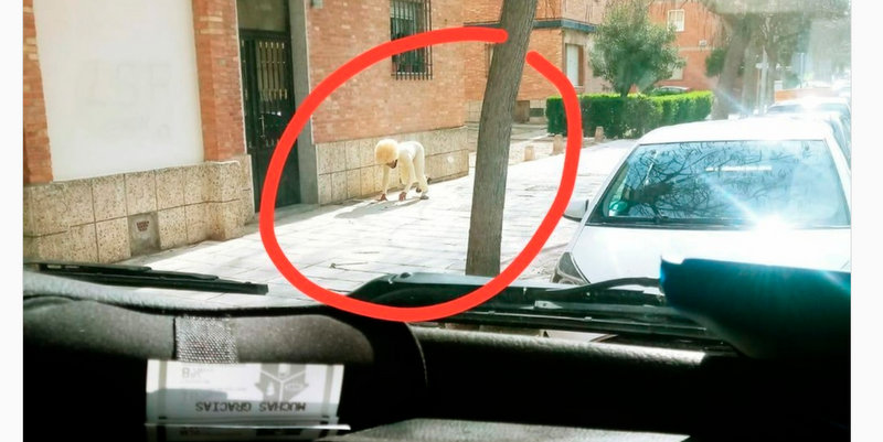 Se disfrazó de perro para violar la cuarentena y generó la indignación de los usuarios