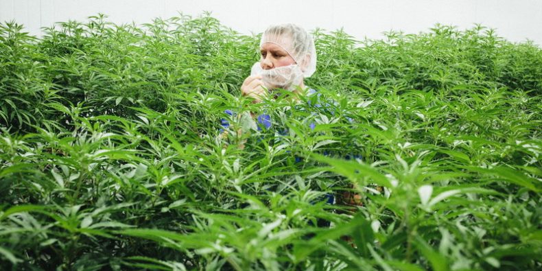 EEUU: la marihuana, declarada “esencial” durante la pandemia