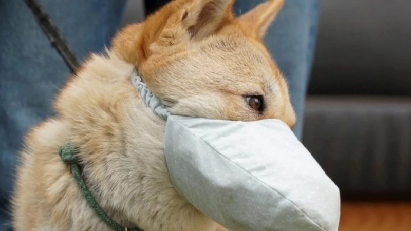 Murió el primer perro diagnosticado con coronavirus