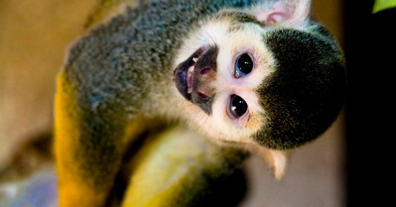 Los primates lograron cruzar el Atlántico mucho antes que Colón