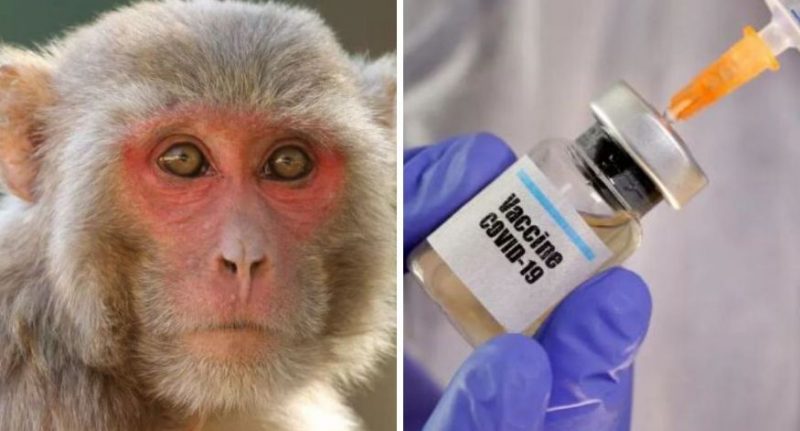 Presentaron la primera vacuna COVID-19 que protege al mono macaco rhesus