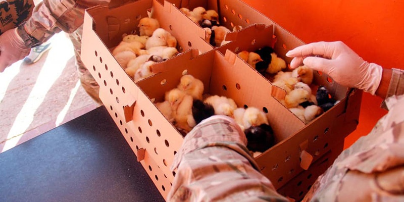 Entregaron 800 pollos a familias vulnerables