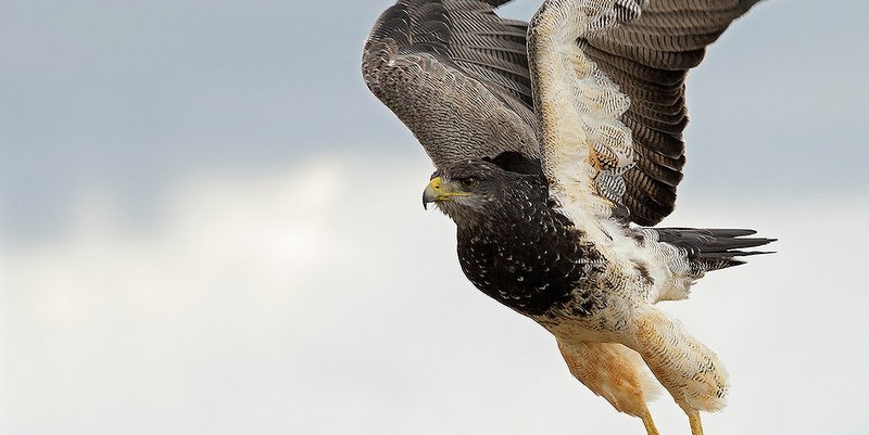 Guardaparques liberaron un Águila Mora en Malargüe