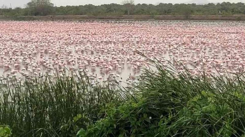 El lado b del coronavirus: una “alfombra rosa” de flamengos cubrió un lago de la India