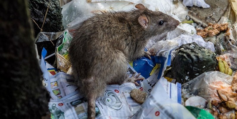 Alerta mundial por una nueva cepa de hepatitis que transmiten las ratas