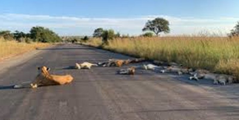 Por la cuarentena no hay safaris en Sudáfrica y los leones tienen vía libre en la ruta
