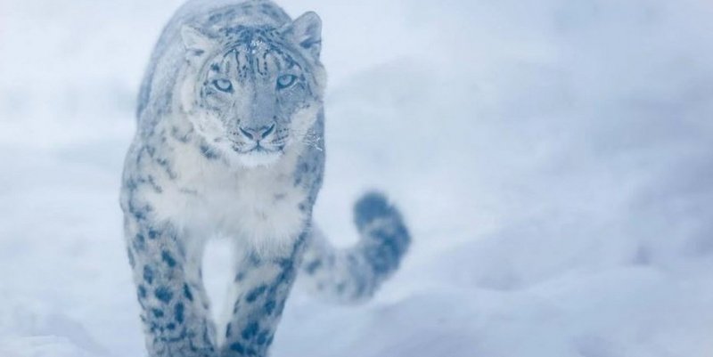 Captan por primera vez en años al leopardo de las nieves