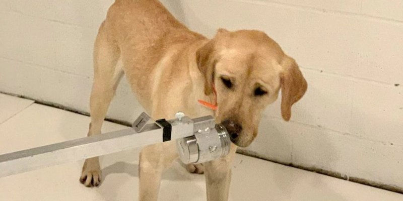 Entrenan a perros para que detecten a personas con coronavirus