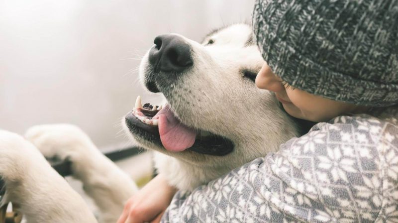 Día del Animal: los aliados más queridos de las familias para sobrellevar la cuarentena