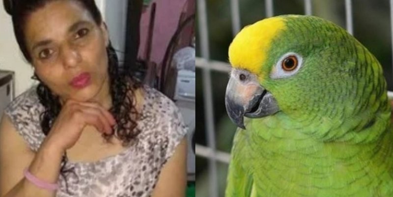 Testigo de un femicidio, un loro repite escalofriantes frases