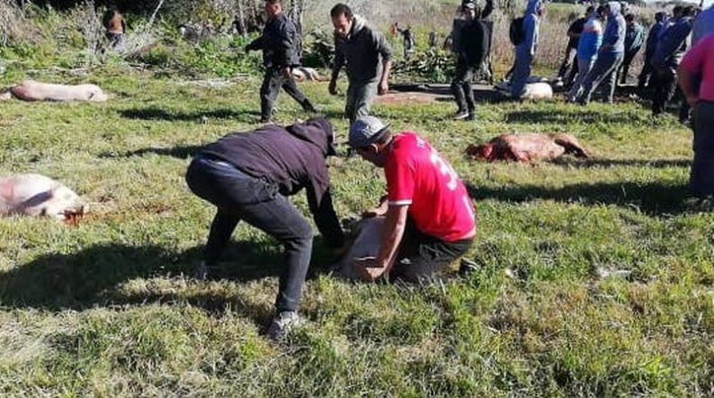 Volcó un camión con 120 cerdos y los vecinos los faenaron a la vera de la ruta 2