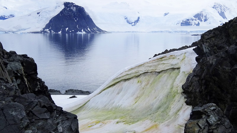 La crisis climática está tiñendo de verde a la Antártida