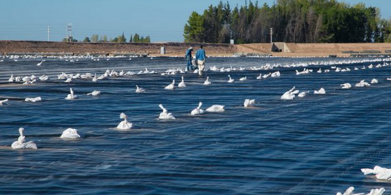 Irrigación: Aprovechando el bajo nivel de agua, roban la membrana de los reservorios
