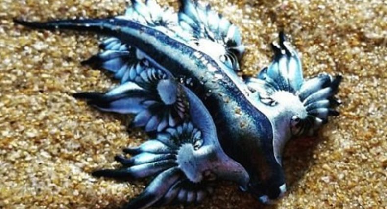 Dragones azules: las misteriosas e increíbles criaturas que aparecieron en la costa de Texas, Estados Unidos