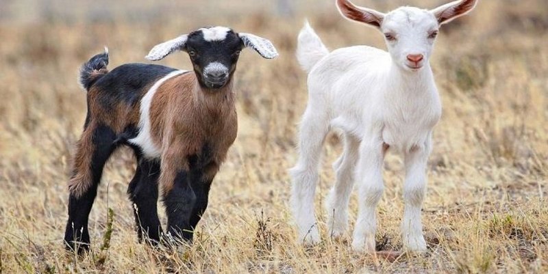 Salta: mató a su vecino porque el perro le mordió un cabrito