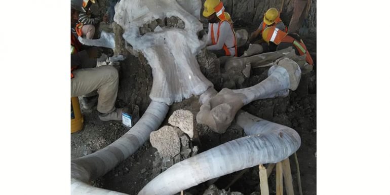 Hallan restos de más de 60 mamuts en el aeropuerto de Santa Lucía