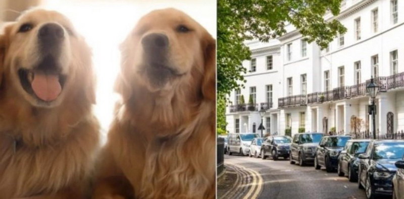 Ofrecen el trabajo del año: U$S 5.500 al mes por cuidar una casa y 2 perros
