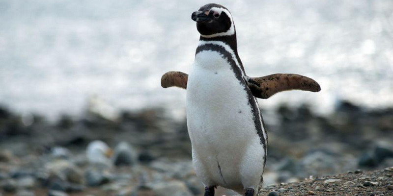 La lucha por cuidar a los pingüinos del plástico en Tierra del Fuego