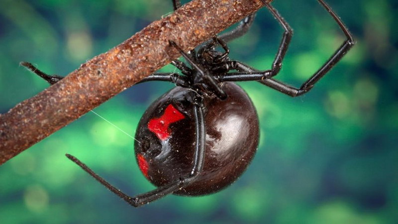 Tres nenes se dejaron picar por una araña “viuda negra” para convertirse en Spiderman