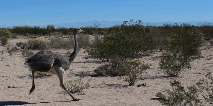 Dos ñandúes recuperaron la libertad tras ser rescatados y rehabilitados