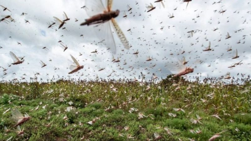 Una “nube” de langostas amenaza con arrasar cultivos en cuatro países de Sudamérica