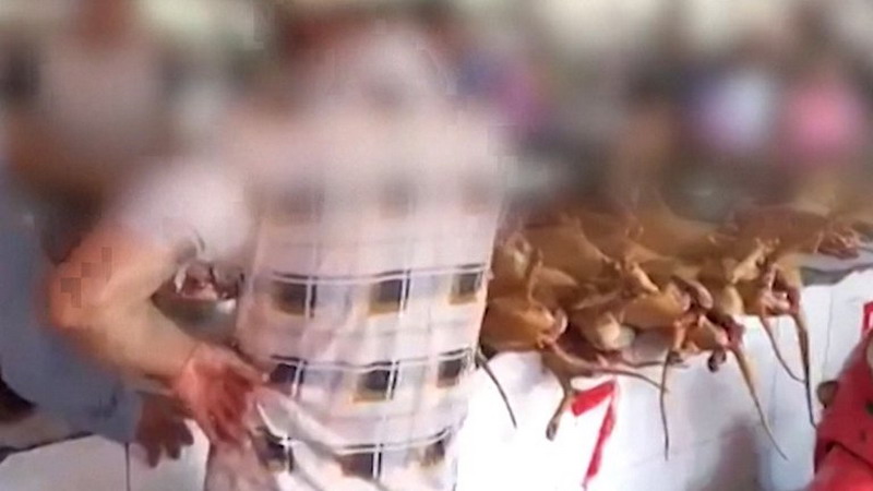 China abrió su feria anual de carne de perro en plena pandemia mundial por coronavirus