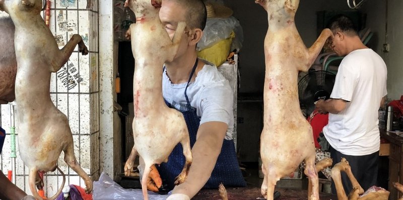 En plena pandemia, empezó en China el festival de carne de perro