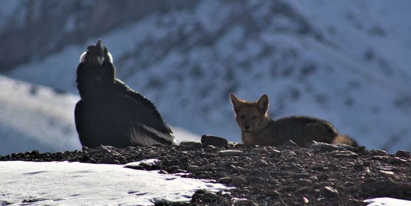 Un cóndor y un zorro “posaron” juntos en el Parque Provincial Aconcagua