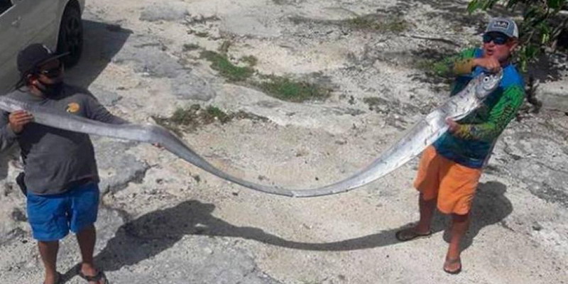 México: El extraño caso del pez sable, símbolo de catástrofes naturales