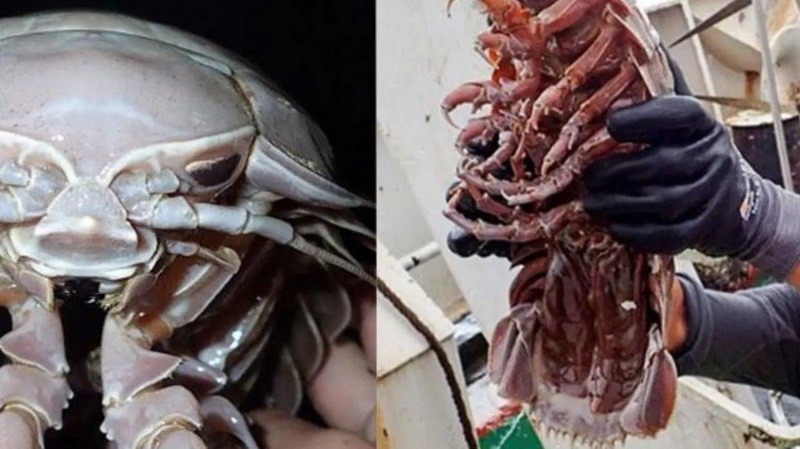 Encontraron cucaracha gigante en el Mar de Java