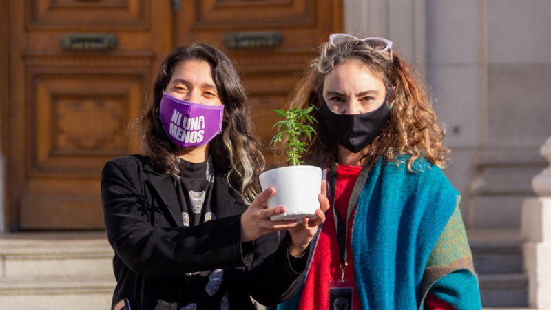 Diputados santafesinos dieron media sanción al cultivo de marihuana con fines terapéuticos
