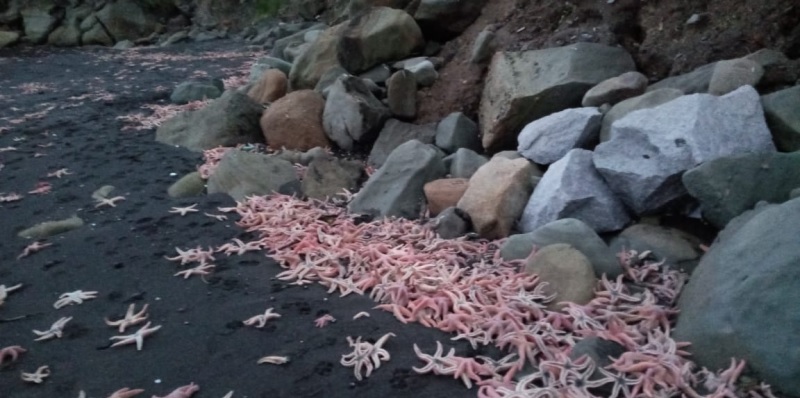 Detectaron una masiva invasión de estrellas de mar en playas de Chile