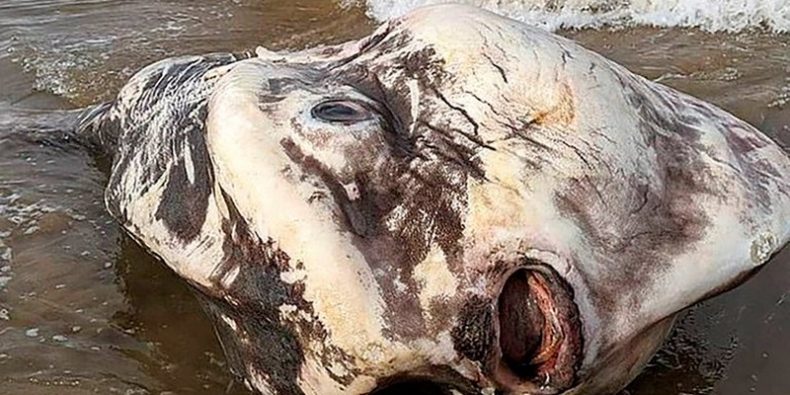 Una enorme criatura marina apareció en las costas de Australia: “Parecía un extraterrestre”