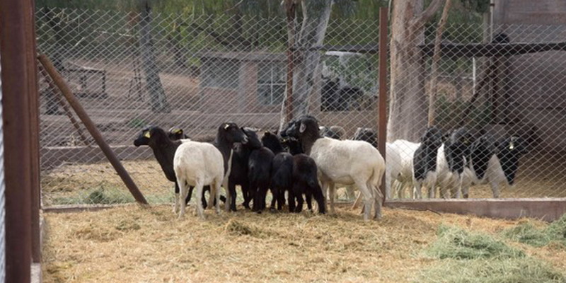 Ecoparque: más de 850 animales ya fueron derivados a nuevos hogares