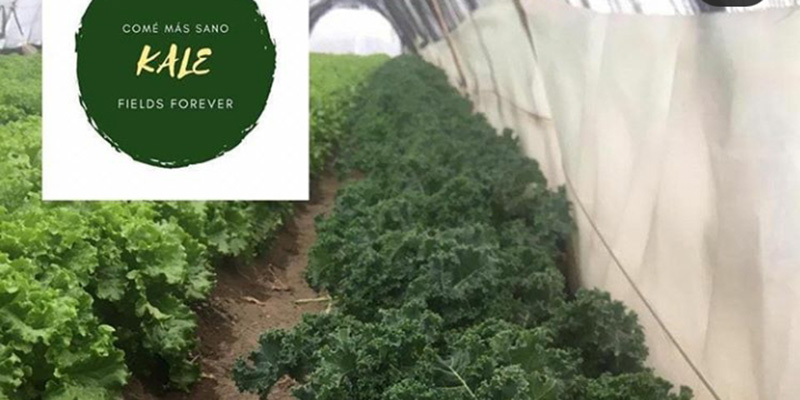 Kale, la superverdura que es cultivada por alumnas de la Escuela de Agricultura