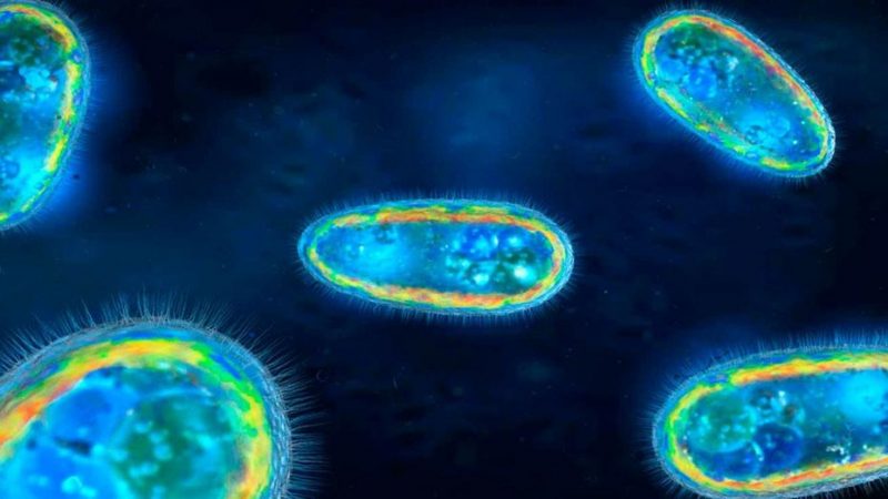 Alerta en Estados Unidos: confirman un caso de la ameba “comecerebros” en Florida