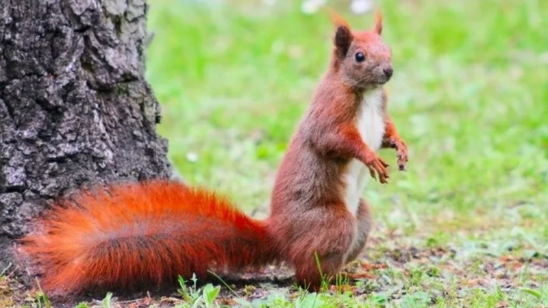 Alerta en una ciudad de Estados Unidos por una ardilla con peste bubónica