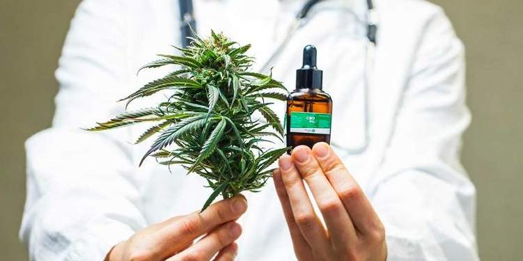 Confirmado: se podrá cultivar cannabis medicinal y habrá venta de aceites en farmacias