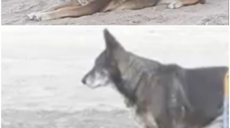 Indignante, mientras piden justicia por Yuma, dos perritas más fueron asesinadas