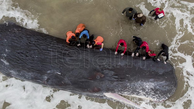 Un cachalote de unos 15 metros murió varado en una playa de Santa Clara del Mar